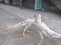 Shamo chickens — foto 2