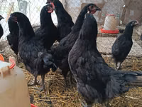 Australorp — foto 4