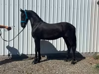 Horse (M), Friesian — photo 2