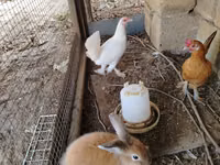 Chickens — 2-rasm