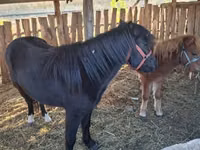 母马, Horses — 照片 4
