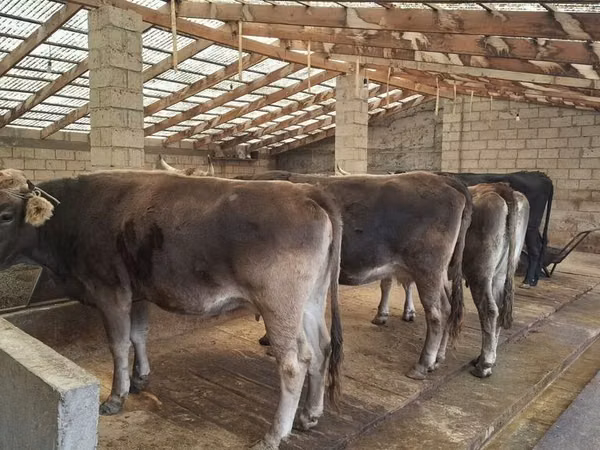 Vaca, Raça Holstein