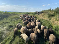 Schaf, Schafe — Foto 1