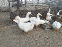 Ducks — foto 6