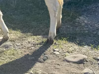 Vache, Race Holstein — photo 4