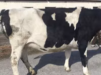 Vaca, Russian Black pied cattle — foto 7