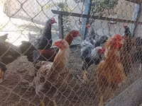 Chickens — photo 2