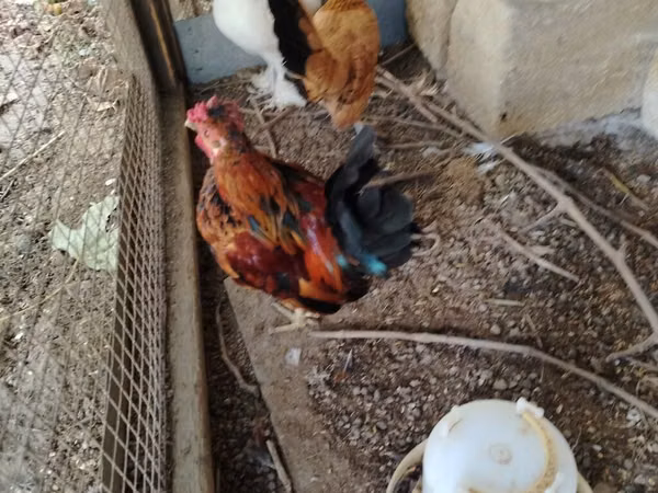 Chickens