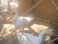 Geese — Foto 3