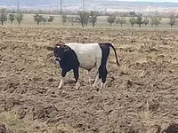 Buqa, Simmental cattle — 3-rasm