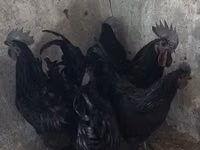 Ayam Cemani — zdjęcie 2