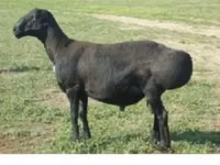Brebis, Edilbay sheep — photo 1