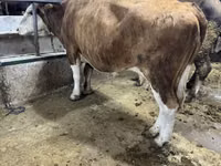 Krava, Simmental cattle — foto 2