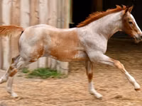 حصان, Quarter Horse — الصورة 5