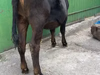Vache, Race Alatauskaya — photo 3
