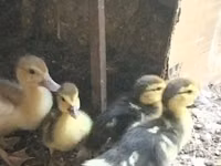 Ducks — foto 4