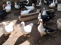 Ducks — foto 7