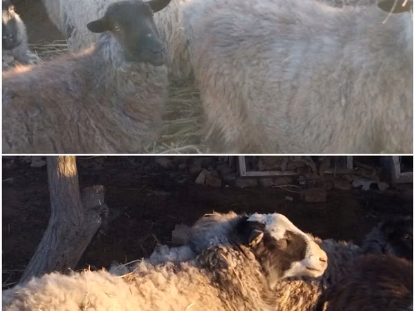 Ovce (šarže, pohlaví neuvedeno), Romanov sheep
