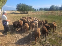 Sheep, Sheep — photo 2