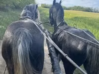 Atlar (partiya, cinsi göstərilməyib), Lipizzaner — foto 4