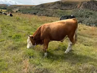 Bulle, Simmental cattle — Foto 2