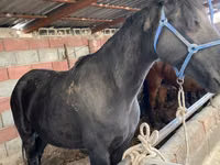 母马, Horses — 照片 7