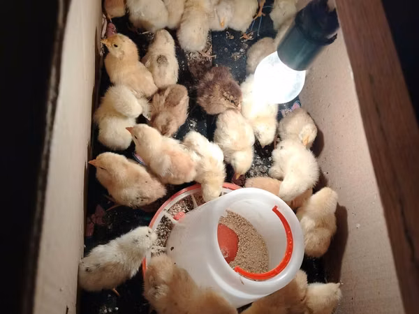 Chickens