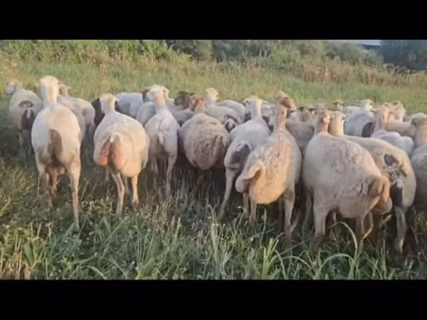 Ovce, Ovce