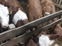 காளை, Simmental cattle — புகைப்படம் 2