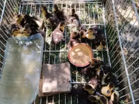 Ducks — zdjęcie 2