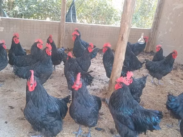 Australorp