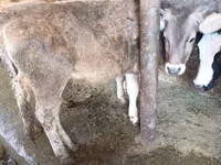 Vaca, Bovinos — foto 2