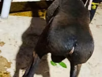 Қошқар, Hissar sheep — 3-сурет