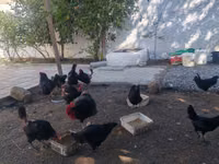 Chickens — الصورة 3
