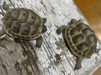 Quru tısbağa balaları - Növ: Quru tısbağa (Testudo tipli) - Ölçü — Foto 1