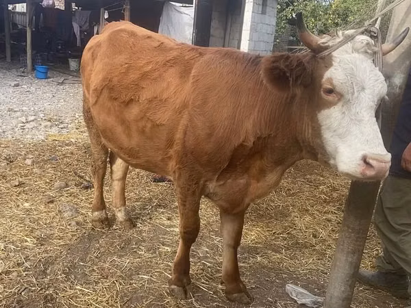İnek, Swiss cattle