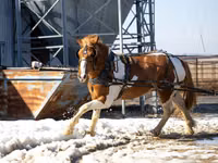 雄馬, Pinto horses — 写真 2