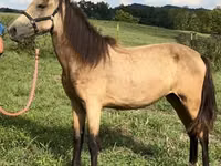 Klisna, Rocky Mountain Horse — foto 5
