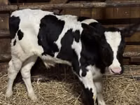 雄牛, Russian Black pied cattle — 写真 5