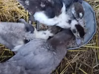Alman Pekin — foto 4