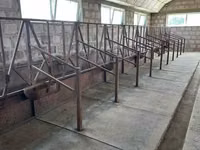 Կովերի ռեզինե գորգ — Foto 2