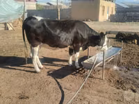 雌牛, Russian Black pied cattle — 写真 3
