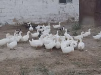 German Pekin — photo 3