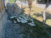 Ducks — foto 1