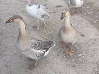 Geese — 写真 5