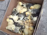 Geese — zdjęcie 1