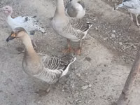 Geese — 写真 2
