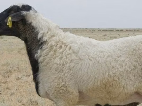 Қой, Ordabasy sheep