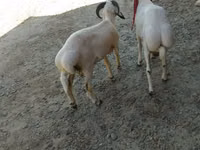 Qoç, Qoyunlar — foto 1