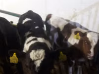 सांड, Simmental cattle — फ़ोटो 6